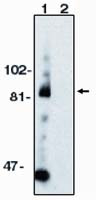 ADAM10 Antibody in Western Blot (WB)