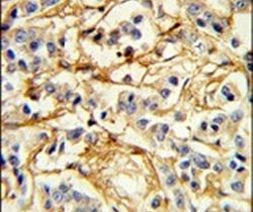 Adenylate Cyclase 7 Antibody in Immunohistochemistry (IHC)