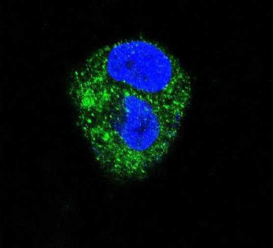 ADORA2A Antibody in Immunocytochemistry (ICC/IF)