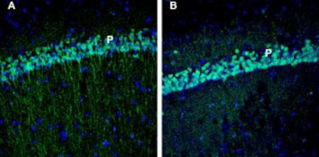 EphA3 (extracellular) Antibody in Immunohistochemistry (Frozen) (IHC (F))