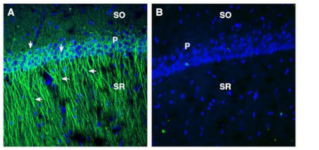 EphA2 (extracellular) Antibody in Immunohistochemistry (Frozen) (IHC (F))
