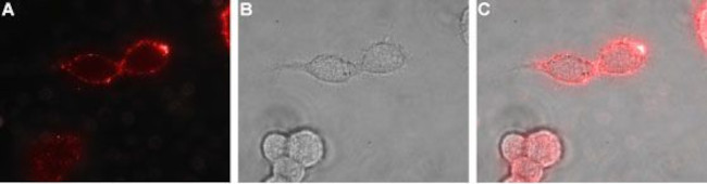 EphB1 (extracellular) Antibody in Immunocytochemistry (ICC/IF)