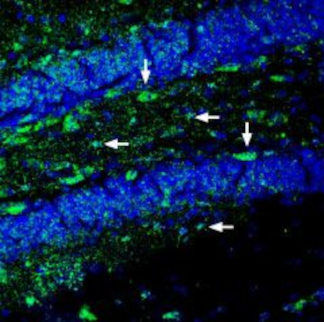 Ephrin-A2 (extracellular) Antibody in Immunohistochemistry (Frozen) (IHC (F))