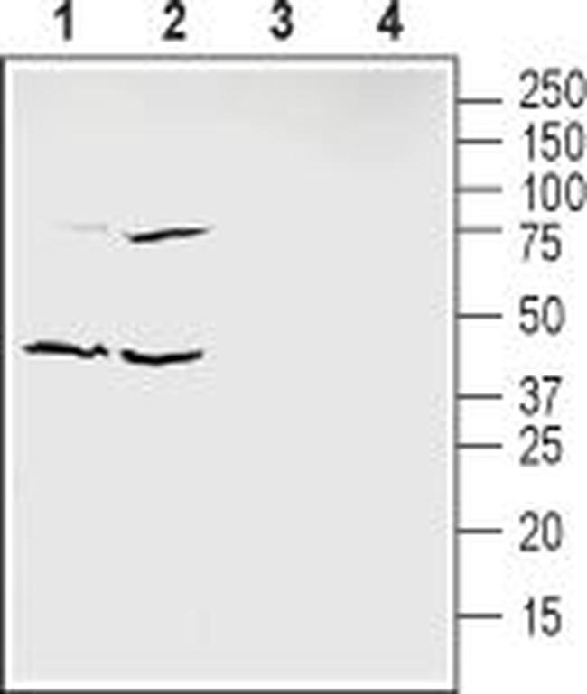 Ephrin-B1 (extracellular) Antibody in Western Blot (WB)