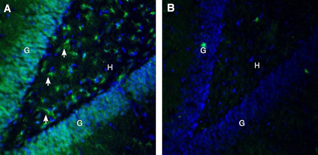 Ephrin-B2 (extracellular) Antibody in Immunohistochemistry (Frozen) (IHC (F))