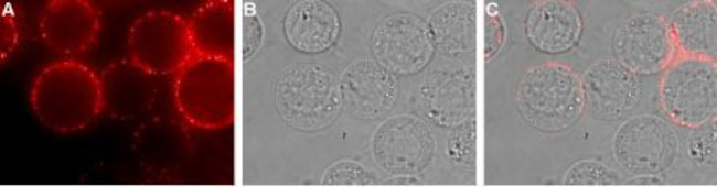 EMR1 (ADGRE1) (extracellular) Antibody in Immunocytochemistry (ICC/IF)
