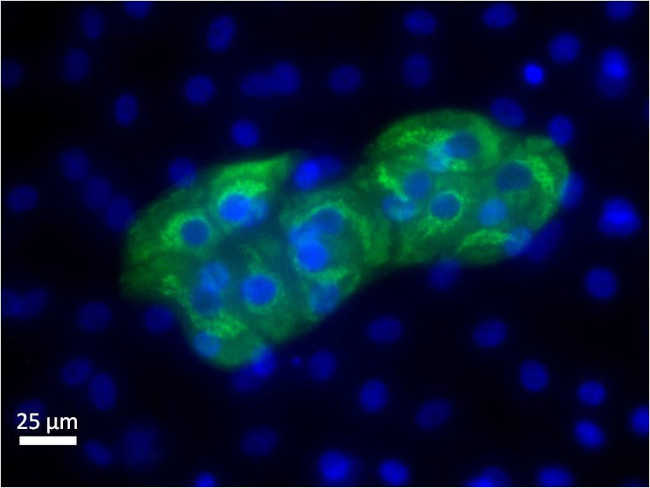 AFP Antibody in Immunocytochemistry (ICC/IF)