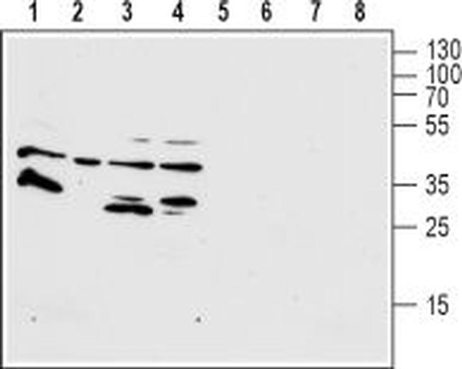 FPR1 (extracellular) Antibody in Western Blot (WB)