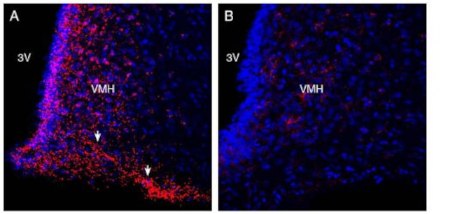GPR120/FFAR4 (extracellular) Antibody in Immunohistochemistry (Frozen) (IHC (F))