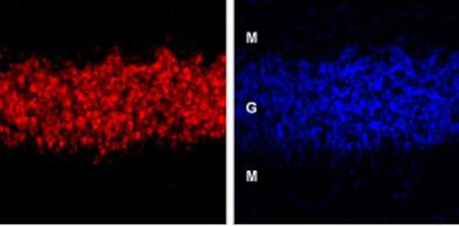 GABA(A) delta Receptor (extracellular) Antibody in Immunohistochemistry (IHC)