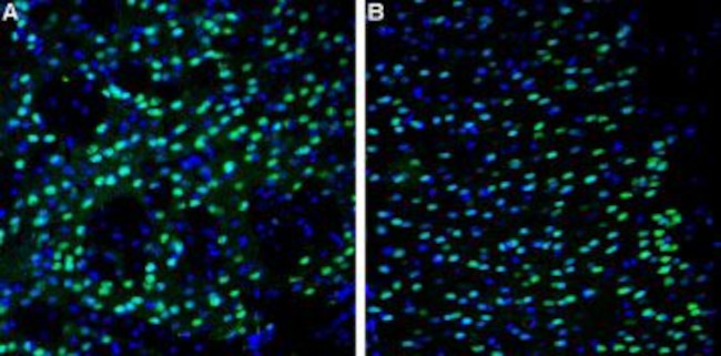 NMDAR2A (GluN2A) (extracellular) Antibody in Immunohistochemistry (Frozen) (IHC (F))