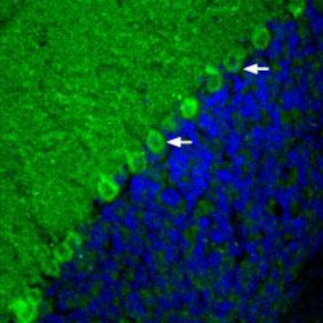 mGluR1 (extracellular) Antibody in Immunohistochemistry (Frozen) (IHC (F))