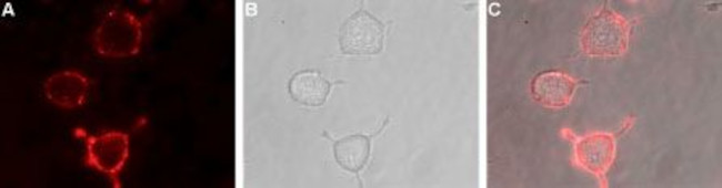 mGluR3 (extracellular) Antibody in Immunocytochemistry (ICC/IF)