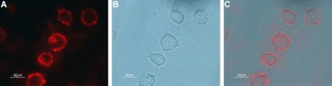 mGluR7 (extracellular) Antibody in Immunocytochemistry (ICC/IF)