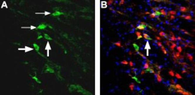 NMDAR2D (GRIN2D) (extracellular) Antibody in Immunohistochemistry (Frozen) (IHC (F))