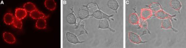 EAAT1 (GLAST) (extracellular) Antibody in Immunocytochemistry (ICC/IF)