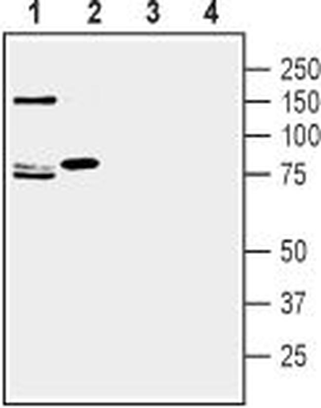 SLC1A7 (extracellular) Antibody in Western Blot (WB)