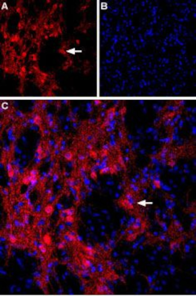 mGluR8 (extracellular) Antibody in Immunohistochemistry (Frozen) (IHC (F))