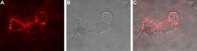 GRID1 (extracellular) Antibody in Immunocytochemistry (ICC/IF)