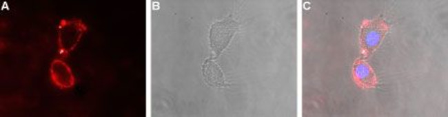 GRID2 (extracellular) Antibody in Immunocytochemistry (ICC/IF)