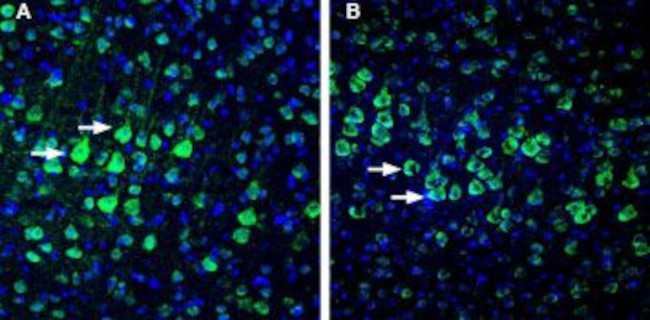 NETO1 (extracellular) Antibody in Immunohistochemistry (Frozen) (IHC (F))