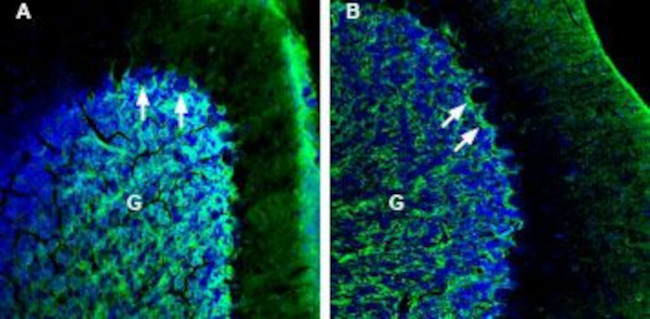 NETO2 (extracellular) Antibody in Immunohistochemistry (Frozen) (IHC (F))