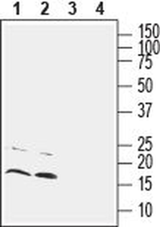 CNIH2/3 (extracellular) Antibody in Western Blot (WB)