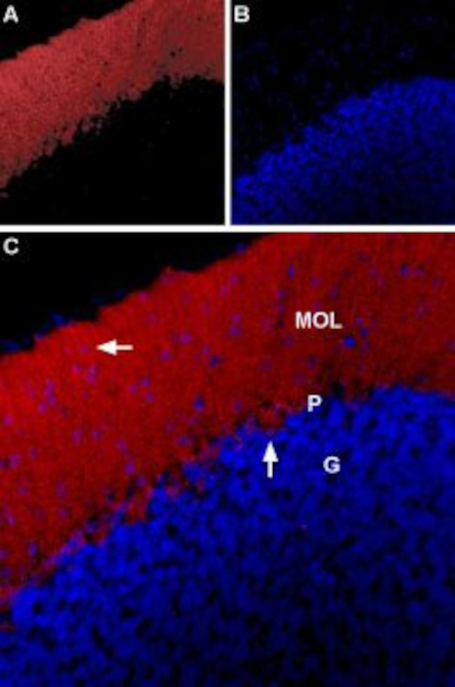 Glycine Receptor alpha 1 Antibody in Immunohistochemistry (IHC)