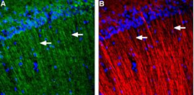 GALR3 (extracellular) Antibody in Immunohistochemistry (IHC)