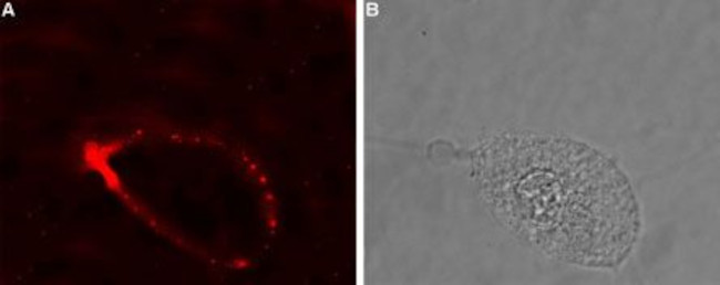 Glycine Receptor alpha 4 (extracellular) Antibody in Immunocytochemistry (ICC/IF)