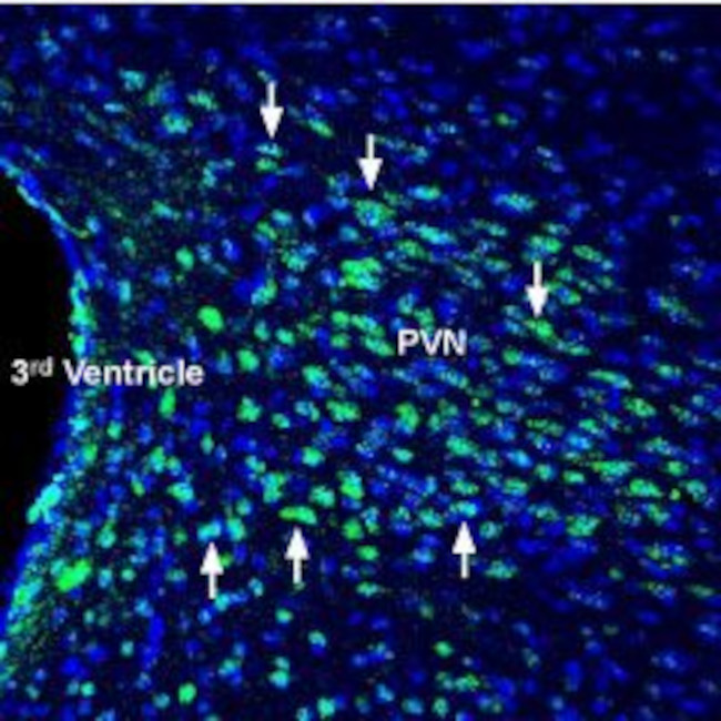 Glucagon Receptor (extracellular) Antibody in Immunohistochemistry (Frozen) (IHC (F))