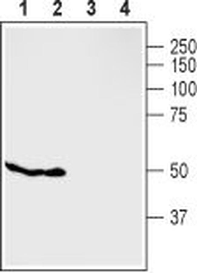 GPR119 Antibody in Western Blot (WB)