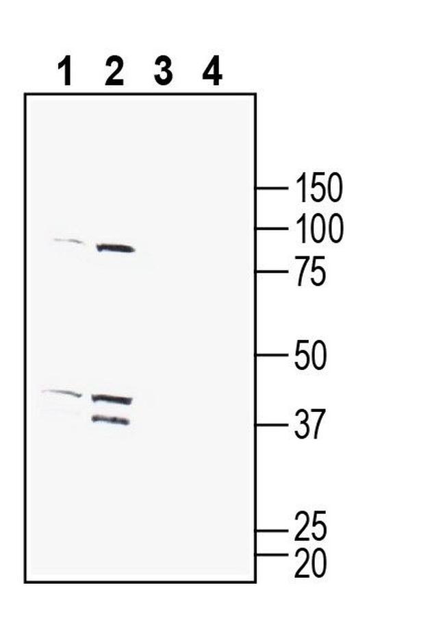 GPR132 (extracellular) Antibody in Western Blot (WB)