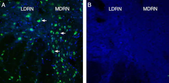 GPR4 (extracellular) Antibody in Immunohistochemistry (Frozen) (IHC (F))