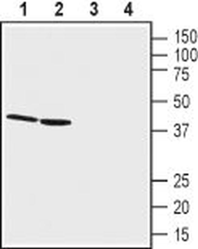 GPR68 (OGR1) (extracellular) Antibody in Western Blot (WB)