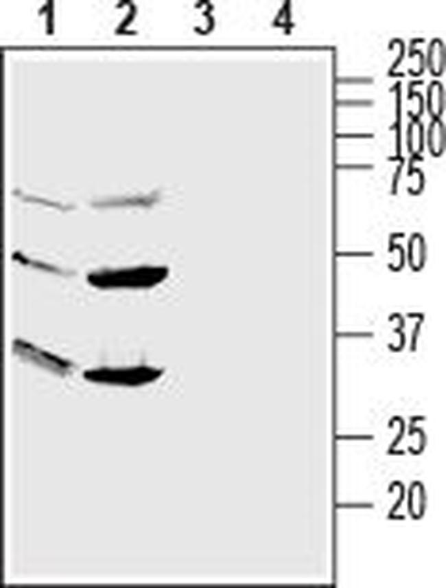 GPR56 (extracellular) Antibody in Western Blot (WB)