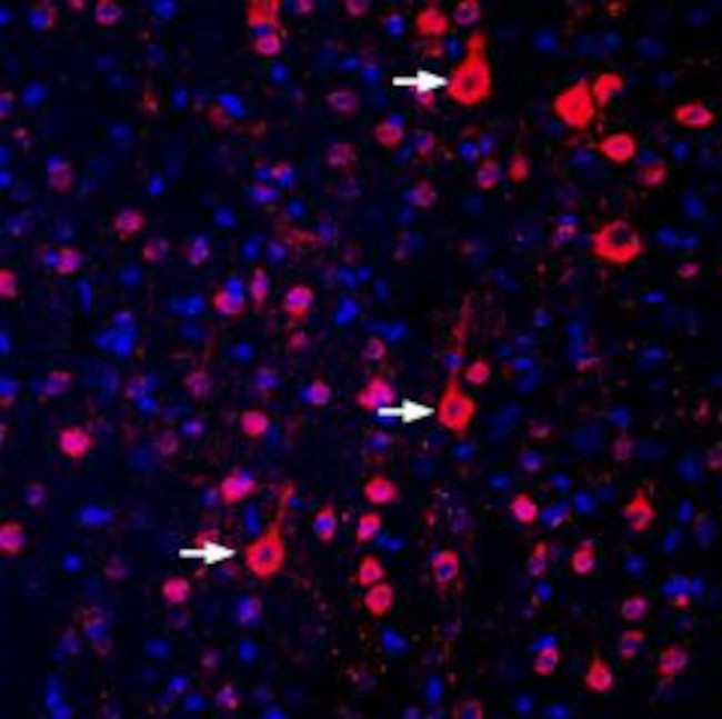 GPR17 Antibody in Immunohistochemistry (Frozen) (IHC (F))