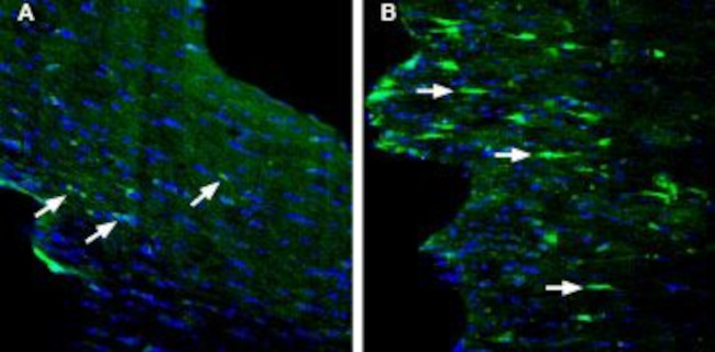 GPR84 (extracellular) Antibody in Immunohistochemistry (Frozen) (IHC (F))
