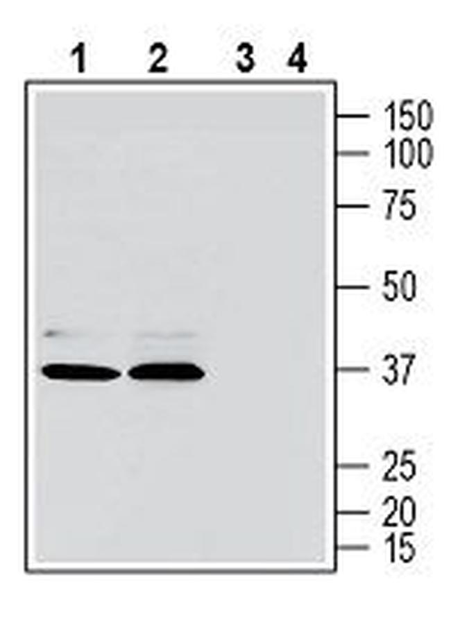 GPR171 (extracellular) Antibody in Western Blot (WB)
