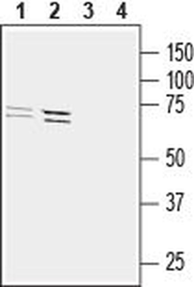 GPR34 (extracellular) Antibody in Western Blot (WB)