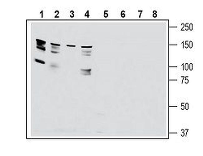 GPR126/ADGRG6 (extracellular) Antibody in Western Blot (WB)