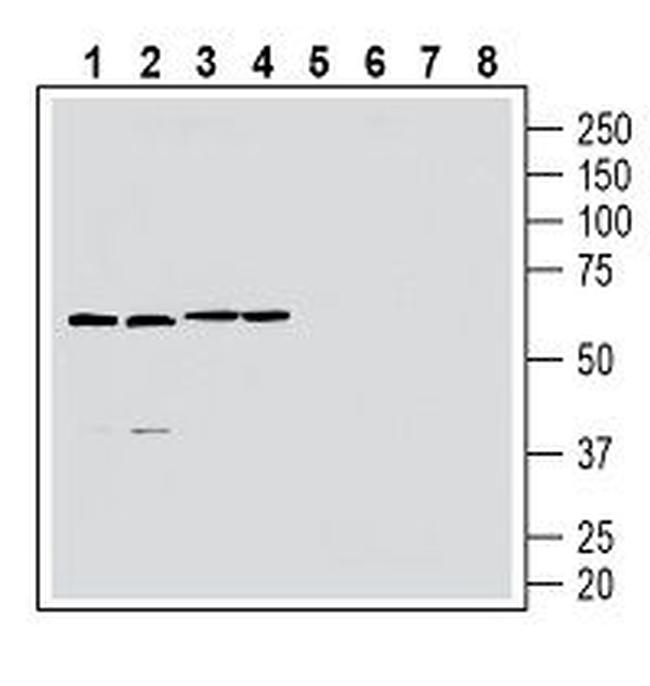 GPR174 (extracellular) Antibody in Western Blot (WB)