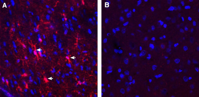 GPR12 (extracellular) Antibody in Immunohistochemistry (Frozen) (IHC (F))
