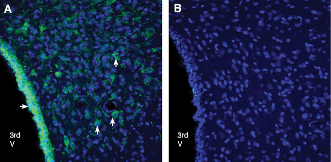 GPR18 (extracellular) Antibody in Immunohistochemistry (Frozen) (IHC (F))