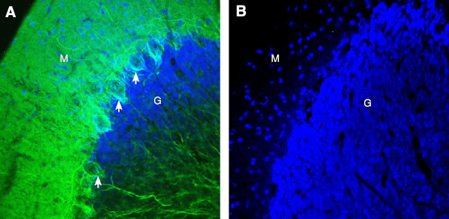 GPR158 Antibody in Immunohistochemistry (Frozen) (IHC (F))
