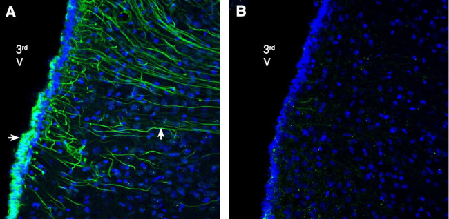GPR142 (extracellular) Antibody in Immunohistochemistry (Frozen) (IHC (F))
