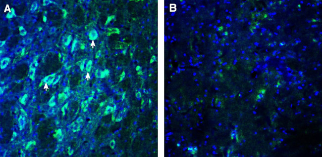 GPR108 (extracellular) Antibody in Immunohistochemistry (Frozen) (IHC (F))