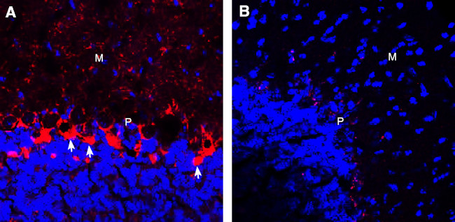 GABA Transporter 1 (GAT-1) (extracellular) Antibody in Immunohistochemistry (Frozen) (IHC (F))