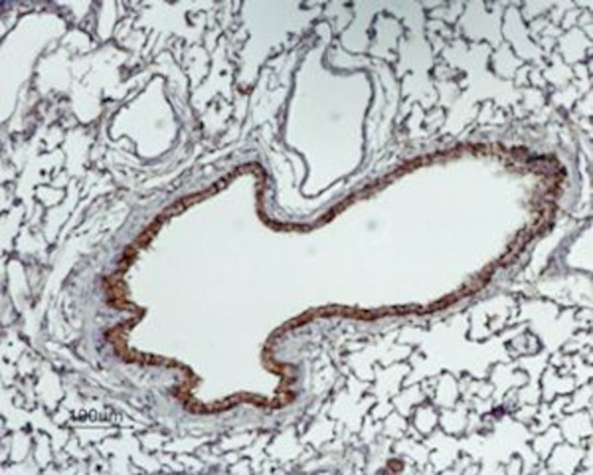 GABA Transporter 2 (GAT-2) Antibody in Immunohistochemistry (Paraffin) (IHC (P))