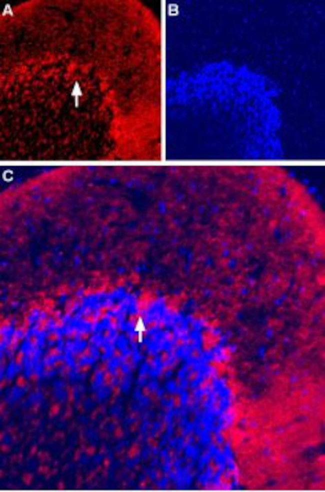Vesicular GABA Transporter (VGAT) Antibody in Immunohistochemistry (Frozen) (IHC (F))